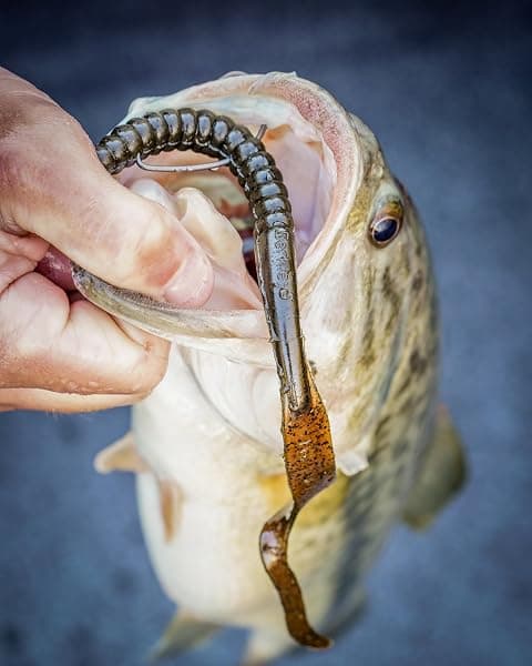 Berkley Power Worm, 7 in, Pumpkinseed — view 2 of 4