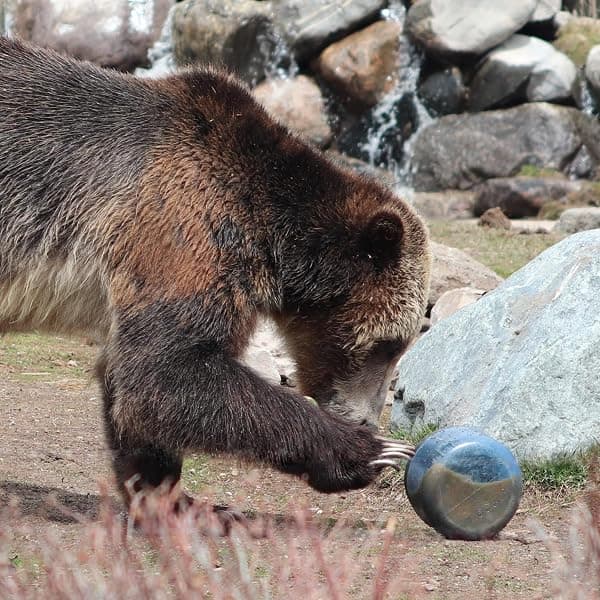 BearVault BV425 Sprint Bear Canister, Small — view 4 of 4